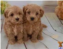 maltipoo puppy posted by NEW PUPPIES